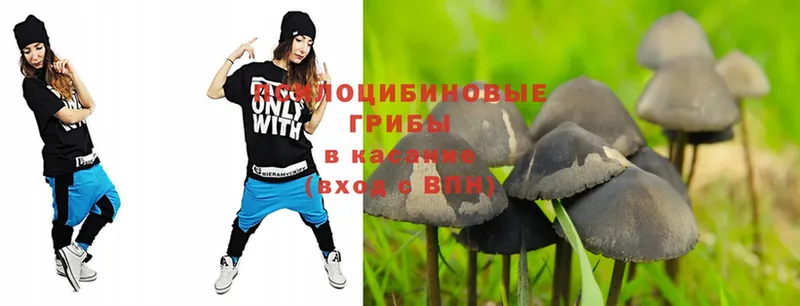 Псилоцибиновые грибы Psilocybe  мега зеркало  Велиж 